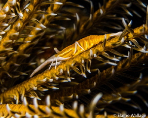 Crinoid shrimp on yellow crinoid by Elaine Wallace 